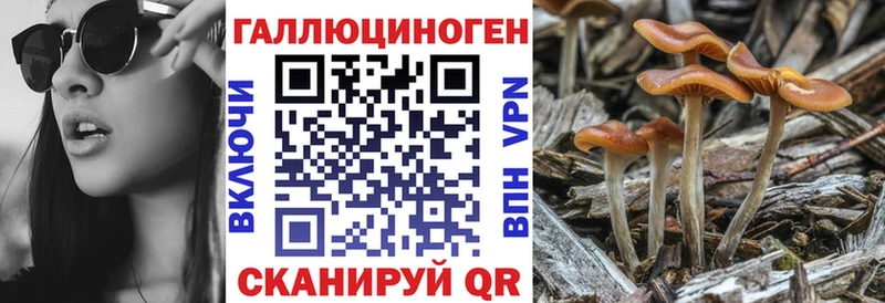 Галлюциногенные грибы Psilocybe Суджа